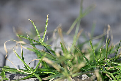 BUITEN BEELD Foto: 445677