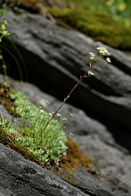 BUITEN BEELD Foto: 445678