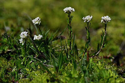BUITEN BEELD Foto: 445680