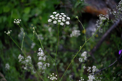 BUITEN BEELD Foto: 445682