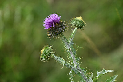 BUITEN BEELD Foto: 445683