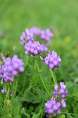 BUITEN BEELD Foto: 445684