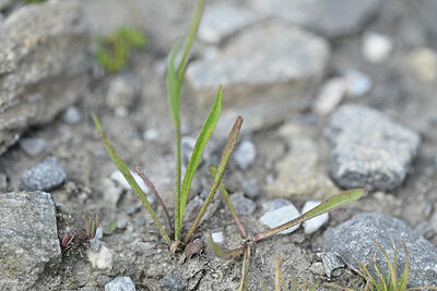 BUITEN BEELD Foto: 445686