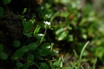 BUITEN BEELD Foto: 445687