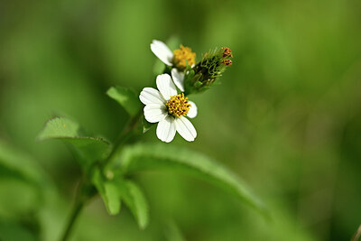BUITEN BEELD Foto: 445688