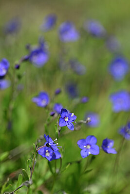 BUITEN BEELD Foto: 445690