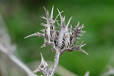 BUITEN BEELD Foto: 445693