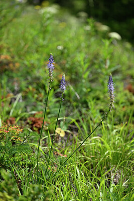 BUITEN BEELD Foto: 445695