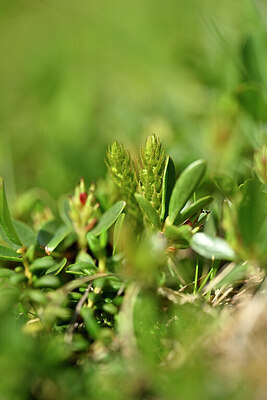 BUITEN BEELD Foto: 445697