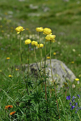 BUITEN BEELD Foto: 445698