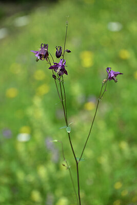 BUITEN BEELD Foto: 445701
