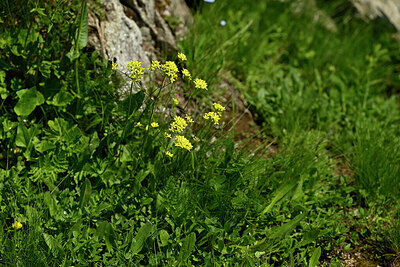 BUITEN BEELD Foto: 445703