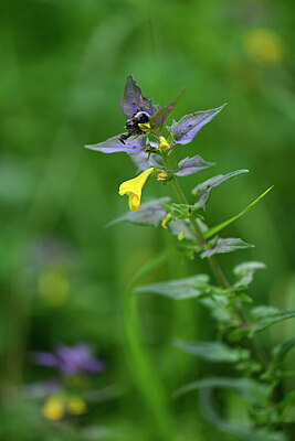 BUITEN BEELD Foto: 445704