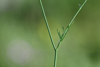 BUITEN BEELD Foto: 445705
