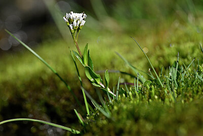BUITEN BEELD Foto: 445706