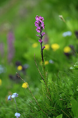 BUITEN BEELD Foto: 445707