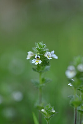 BUITEN BEELD Foto: 445710