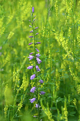 BUITEN BEELD Foto: 445711