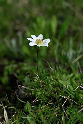 BUITEN BEELD Foto: 445712