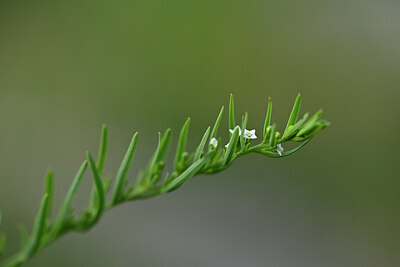 BUITEN BEELD Foto: 445713