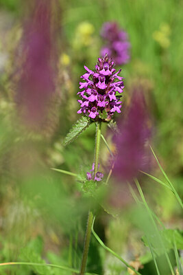 BUITEN BEELD Foto: 445714