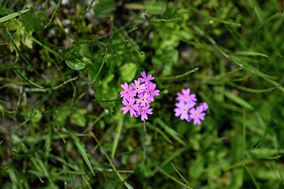 BUITEN BEELD Foto: 445716