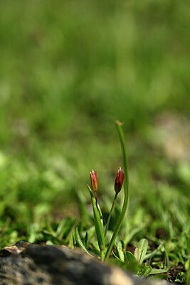 BUITEN BEELD Foto: 445717