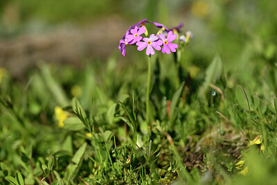BUITEN BEELD Foto: 445719