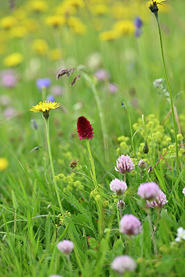 BUITEN BEELD Foto: 445720