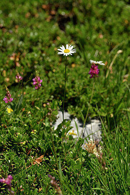 BUITEN BEELD Foto: 445721