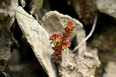 BUITEN BEELD Foto: 445723