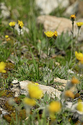BUITEN BEELD Foto: 445731