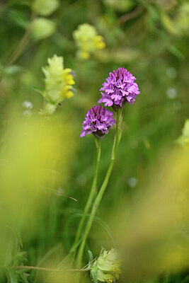 BUITEN BEELD Foto: 445739