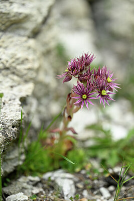 BUITEN BEELD Foto: 445741