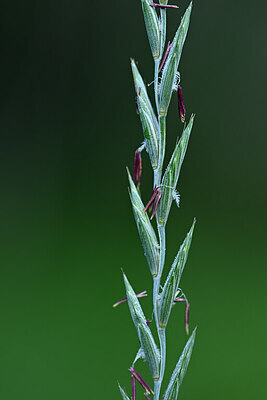 BUITEN BEELD Foto: 445743