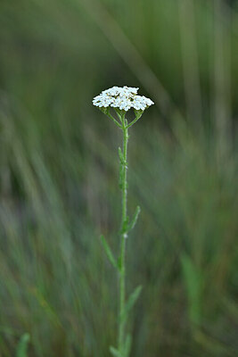 BUITEN BEELD Foto: 445745