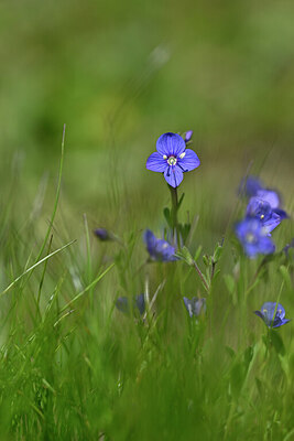 BUITEN BEELD Foto: 445746