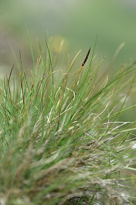 BUITEN BEELD Foto: 445749