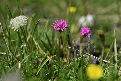 BUITEN BEELD Foto: 445756