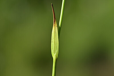 BUITEN BEELD Foto: 445758