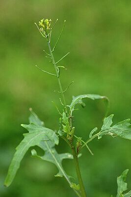 BUITEN BEELD Foto: 445759