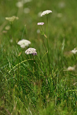 BUITEN BEELD Foto: 445760