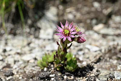 BUITEN BEELD Foto: 445761
