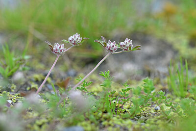 BUITEN BEELD Foto: 445762