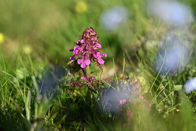 BUITEN BEELD Foto: 445768