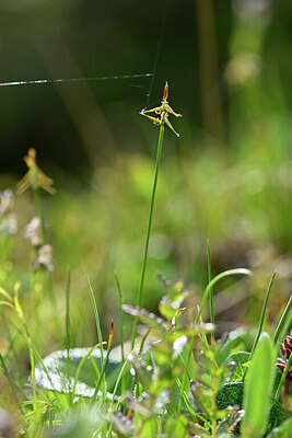BUITEN BEELD Foto: 445770