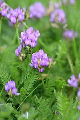 BUITEN BEELD Foto: 445771