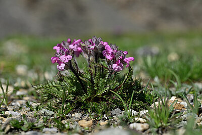 BUITEN BEELD Foto: 445772
