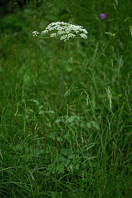 BUITEN BEELD Foto: 445774