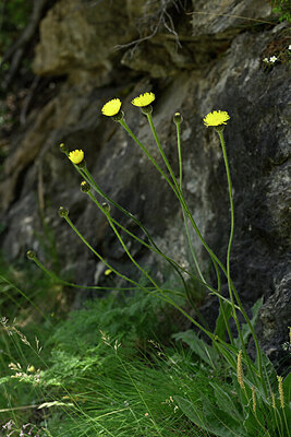 BUITEN BEELD Foto: 445775